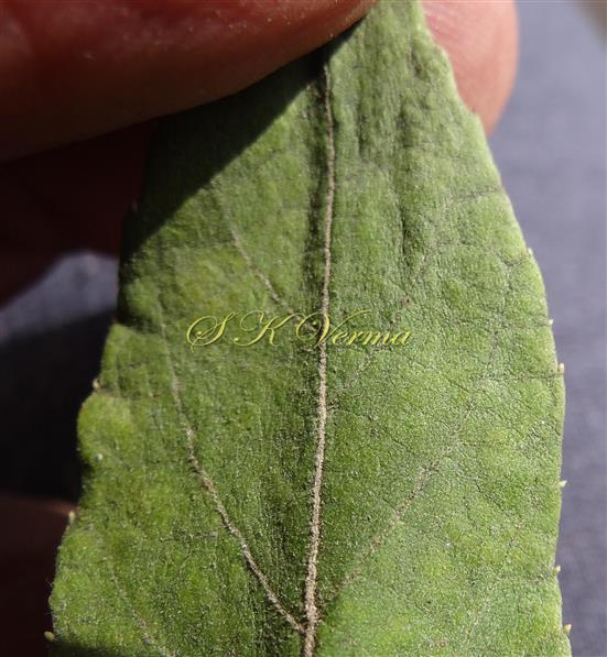  Leaf Apex